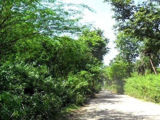 Way to Sariska Way to Sariska